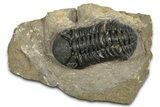 Phacopid (Morocops) Trilobite - Foum Zguid, Morocco #372435-2